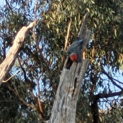 Callocephalon fimbriatum at O'Connor, ACT - suppressed