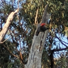 Callocephalon fimbriatum at O'Connor, ACT - suppressed