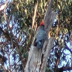 Callocephalon fimbriatum at O'Connor, ACT - 13 Sep 2023