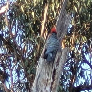 Callocephalon fimbriatum at O'Connor, ACT - suppressed