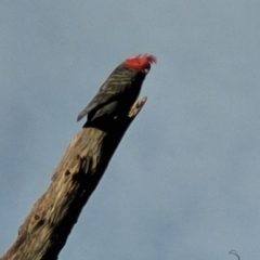 Callocephalon fimbriatum at O'Connor, ACT - suppressed