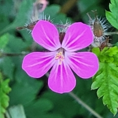 Geranium robertianum (Herb Robert) at Banksia Street Wetland Corridor - 13 Sep 2023 by trevorpreston