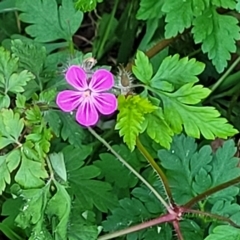 Geranium robertianum at O'Connor, ACT - 13 Sep 2023 04:21 PM