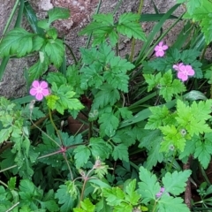 Geranium robertianum at O'Connor, ACT - 13 Sep 2023 04:21 PM