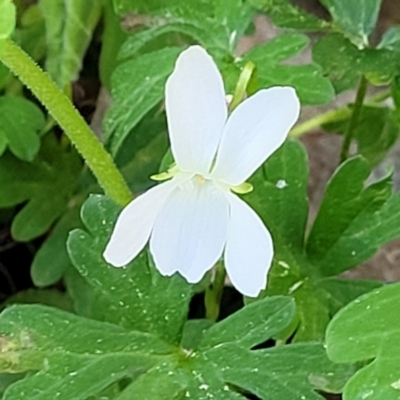 Viola odorata (Sweet Violet, Common Violet) at O'Connor, ACT - 13 Sep 2023 by trevorpreston