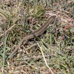 Ctenotus robustus at Stromlo, ACT - 13 Sep 2023 11:01 AM