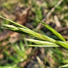 Bromus catharticus (Prairie Grass) at O'Connor, ACT - 13 Sep 2023 by trevorpreston