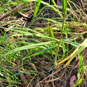 Bromus catharticus at O'Connor, ACT - 13 Sep 2023