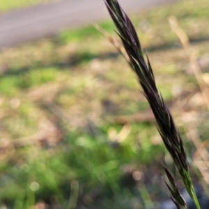 Rytidosperma sp. at O'Connor, ACT - 13 Sep 2023