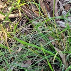 Rytidosperma sp. at O'Connor, ACT - 13 Sep 2023