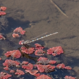 Austrolestes leda at Stromlo, ACT - 13 Sep 2023