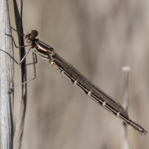 Austrolestes annulosus at Stromlo, ACT - 13 Sep 2023 12:35 PM