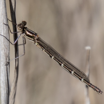 Austrolestes annulosus (Blue Ringtail) at Cooleman Ridge - 13 Sep 2023 by SWishart