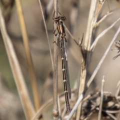 Austrolestes annulosus at Stromlo, ACT - 13 Sep 2023