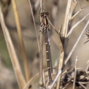 Austrolestes annulosus at Stromlo, ACT - 13 Sep 2023 12:35 PM