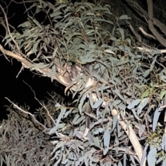 Pseudocheirus peregrinus (Common Ringtail Possum) at Black Mountain - 13 Sep 2023 by JimL