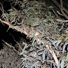 Pseudocheirus peregrinus (Common Ringtail Possum) at Canberra Central, ACT - 13 Sep 2023 by JimL