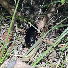 Platyzosteria sp. (genus) (Litter runner cockroach) at Black Mountain - 13 Sep 2023 by JimL