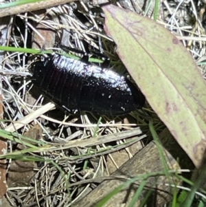 Platyzosteria sp. (genus) at Canberra Central, ACT - 13 Sep 2023