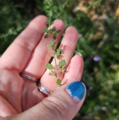 Prostanthera incisa (Cut-leaf Mint-bush) at Murramarang National Park - 13 Sep 2023 by Csteele4