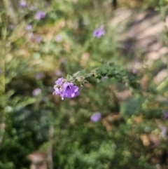 Prostanthera incisa at East Lynne, NSW - 13 Sep 2023 01:16 PM