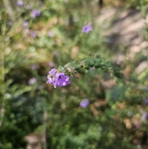 Prostanthera incisa at East Lynne, NSW - 13 Sep 2023 01:16 PM