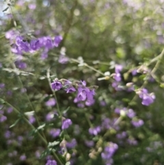 Prostanthera incisa at East Lynne, NSW - 13 Sep 2023