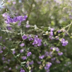 Prostanthera incisa at East Lynne, NSW - 13 Sep 2023