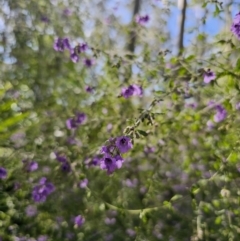 Prostanthera incisa at East Lynne, NSW - 13 Sep 2023 01:16 PM