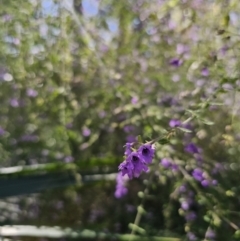 Prostanthera incisa at East Lynne, NSW - 13 Sep 2023 01:16 PM