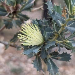 Banksia sessilis var. sessilis (Parrot Bush) at Paulls Valley, WA - 12 Sep 2023 by HelenCross