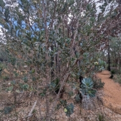 Banksia sessilis var. sessilis at Beelu National Park - 12 Sep 2023