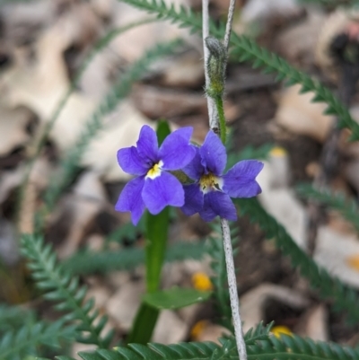 Dampiera alata (Winged-Stemmed Dampiera) at Beelu National Park - 12 Sep 2023 by HelenCross