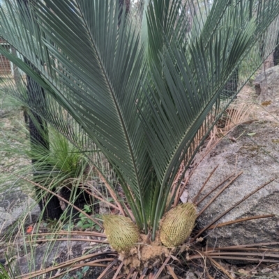Macrozamia riedlei (Zamia Palm) at Beelu National Park - 12 Sep 2023 by HelenCross