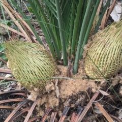 Macrozamia riedlei at Beelu National Park - 12 Sep 2023