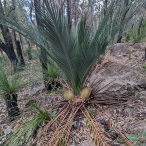 Macrozamia riedlei at Beelu National Park - suppressed