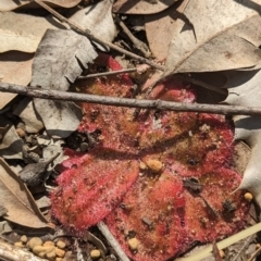 Drosera sp. (A Sundew) at Beelu National Park - 12 Sep 2023 by HelenCross