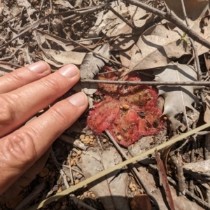 Drosera sp. at Beelu National Park - 12 Sep 2023