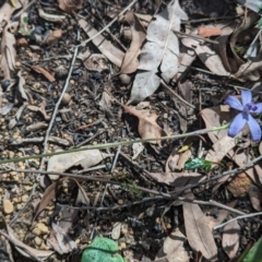 Cyanicula sericea (Silky Blue Orchid) at Beelu National Park - 12 Sep 2023 by HelenCross