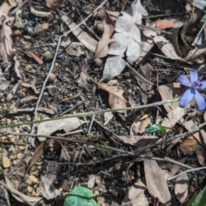 Cyanicula sericea at Paulls Valley, WA - 12 Sep 2023