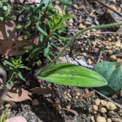 Cyanicula sericea at Paulls Valley, WA - 12 Sep 2023