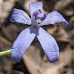 Cyanicula sericea at Paulls Valley, WA - suppressed