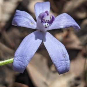 Cyanicula sericea at Paulls Valley, WA - 12 Sep 2023