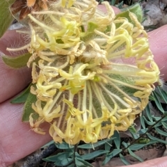 Pimelea suaveolens (Scented Banjine) at Beelu National Park - 12 Sep 2023 by HelenCross