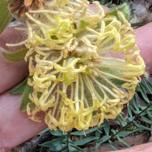 Pimelea suaveolens at Paulls Valley, WA - 12 Sep 2023