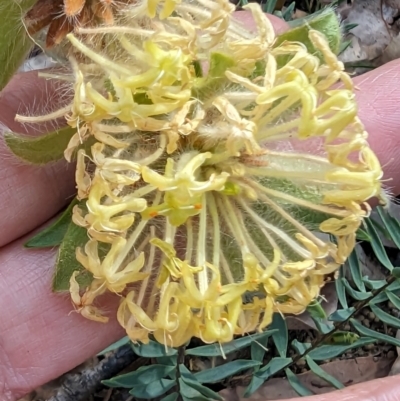 Pimelea suaveolens (Scented Banjine) at Beelu National Park - 12 Sep 2023 by HelenCross