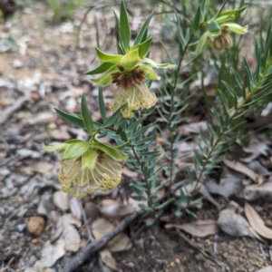 Pimelea suaveolens at Paulls Valley, WA - 12 Sep 2023