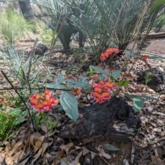 Kennedia coccinea (Coral Vine) at Paulls Valley, WA - 12 Sep 2023 by HelenCross