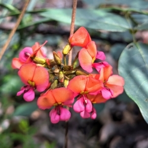 Kennedia coccinea at Beelu National Park - 12 Sep 2023