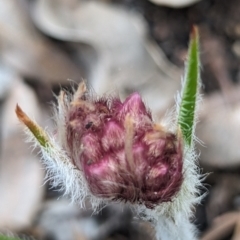 Conostylis setosa (White Cottonhead) at Beelu National Park - 12 Sep 2023 by HelenCross